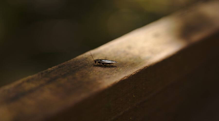 Why choose Ant & Rodent Pest Control Frisco for pest control in Frisco